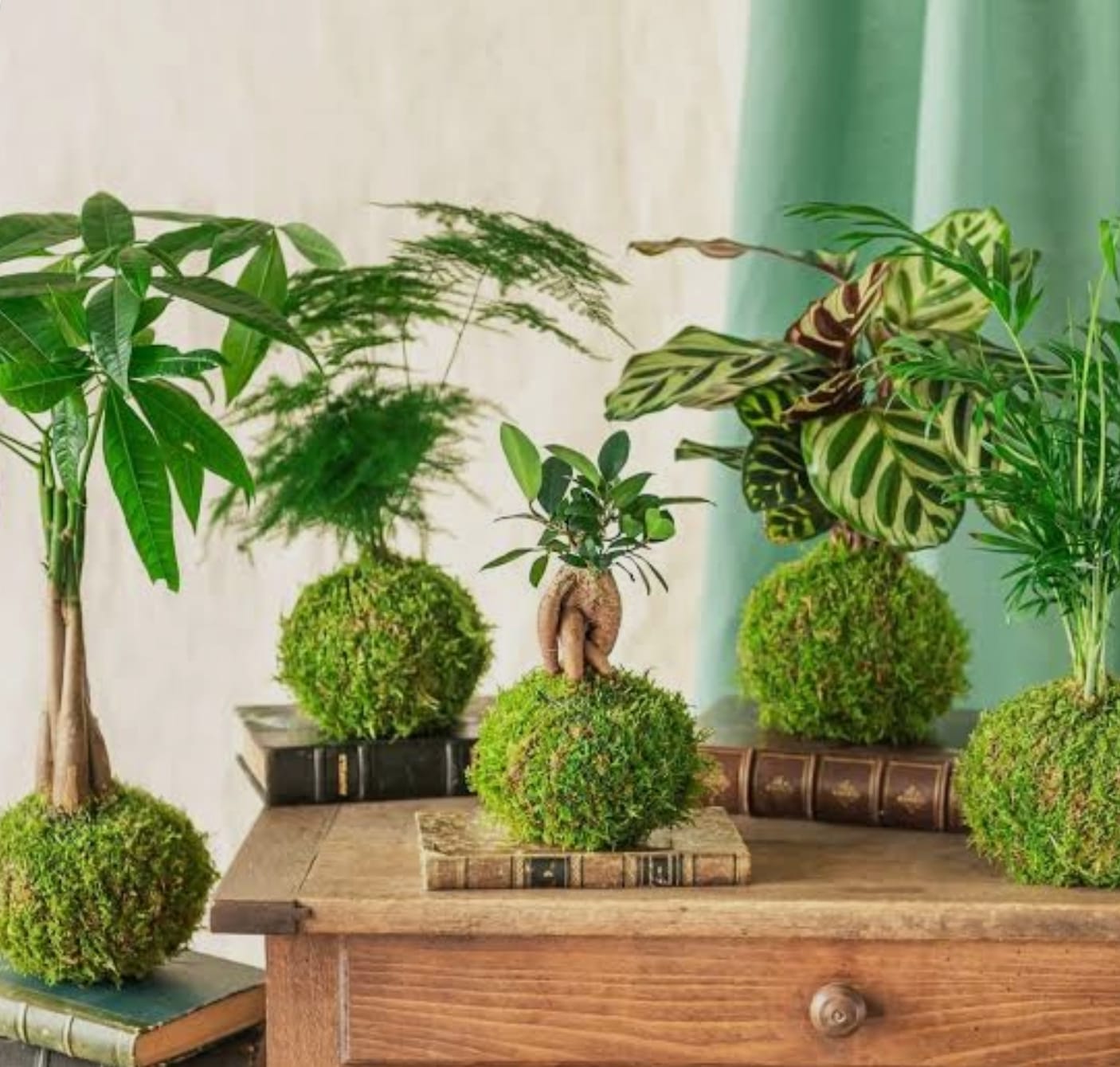 Oui, cela est vrai. La plante est plantée dans un ballon de verre rempli d'eau. Le ballon est synonyme de casse-tête, qui ...